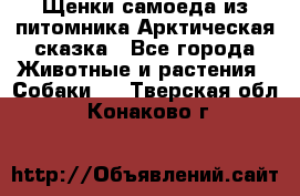 Щенки самоеда из питомника Арктическая сказка - Все города Животные и растения » Собаки   . Тверская обл.,Конаково г.